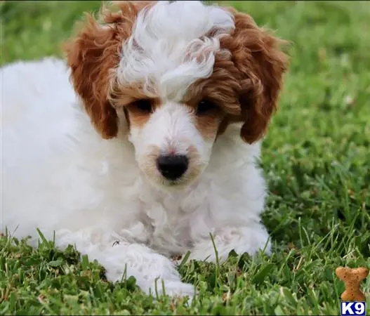 Poodle stud dog